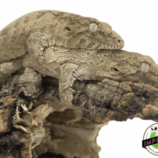 “Isle of Pine” Leachianus Gecko Baby