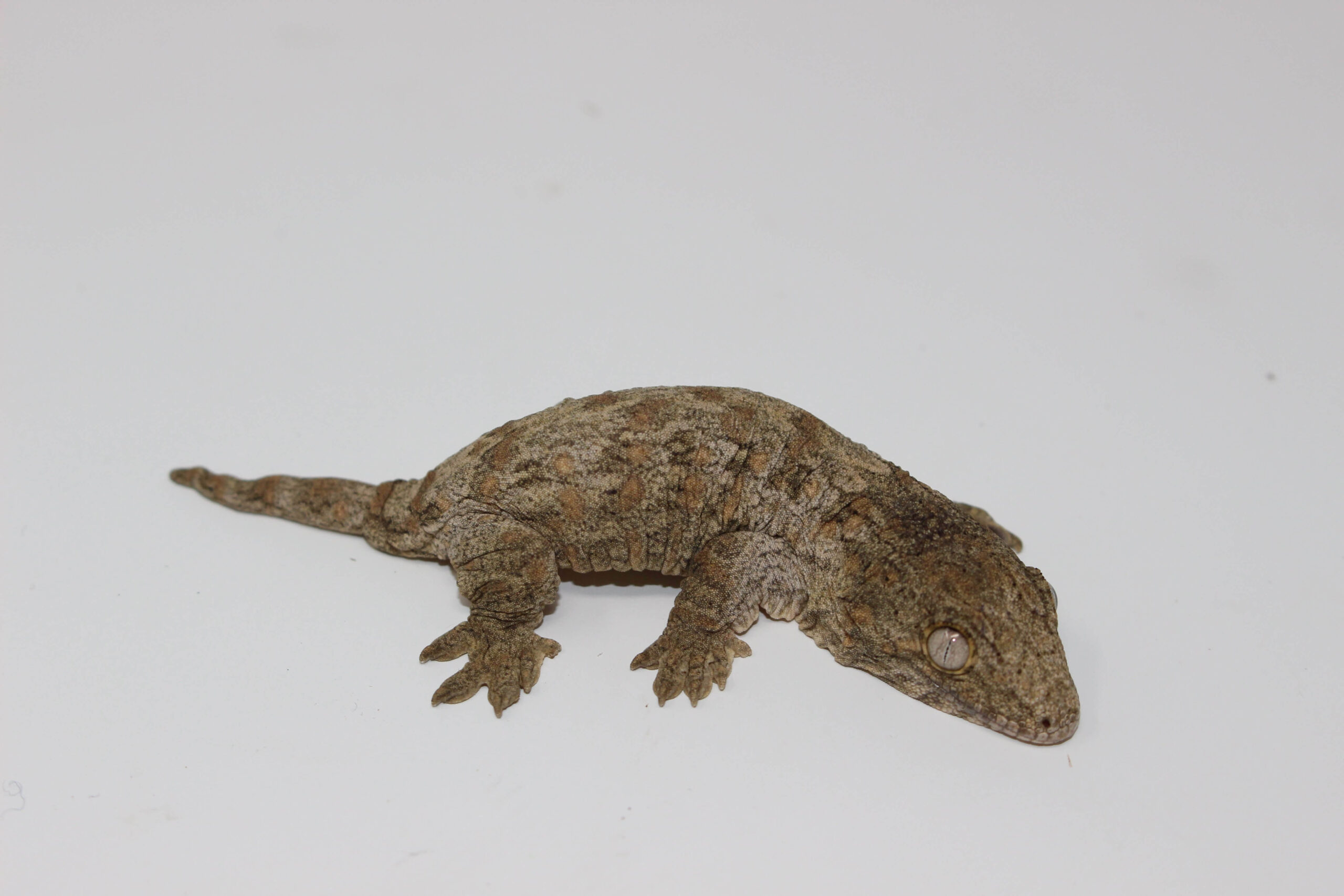 Nuu Ana Leachianus Gecko Baby - Image 2