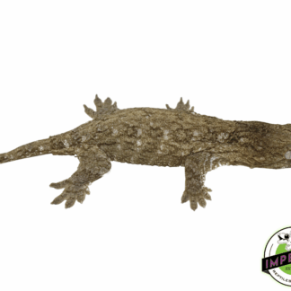 Bayonnaise Leachianus Gecko (#12324-05)