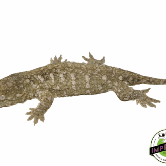 Nuu Ami Leachianus Gecko (#12324-01)