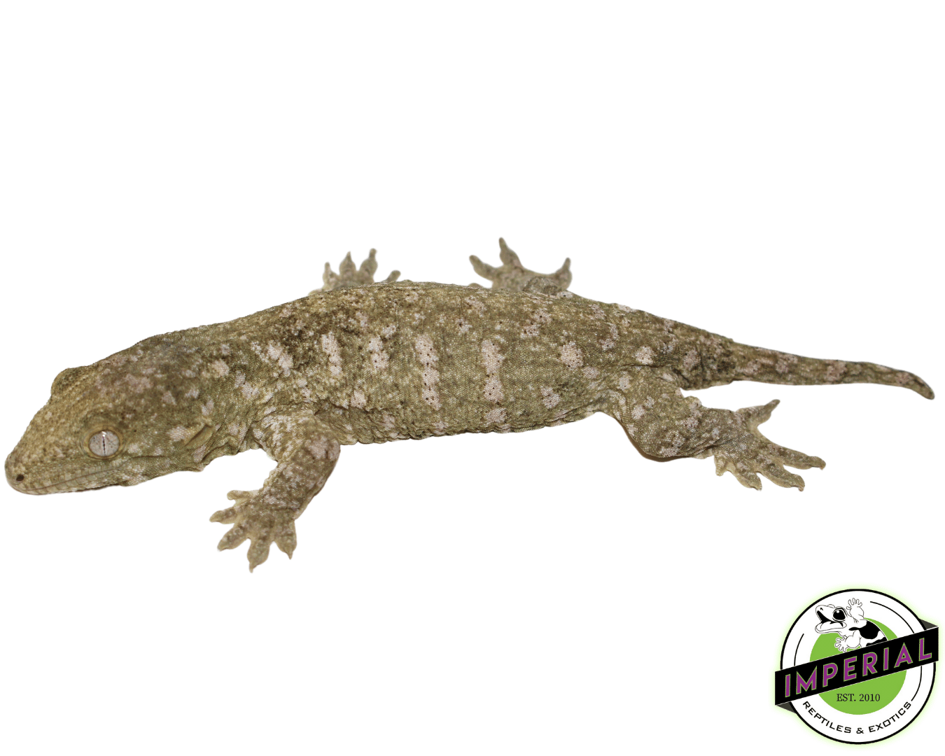 Nuu Ami Leachianus Gecko (#12324-01)