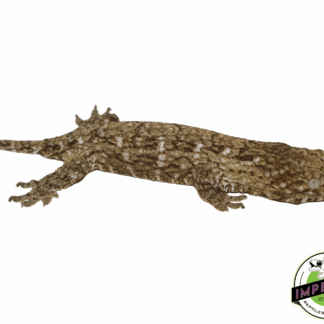 Nuu Ami Leachianus Gecko (#12324-02)