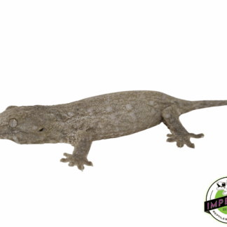 Nuu Ami Leachianus Gecko (#12324-03)