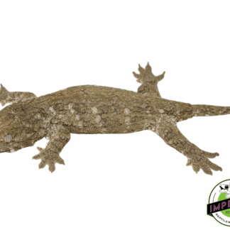 Nuu Ami Leachianus Gecko (#12324-04)