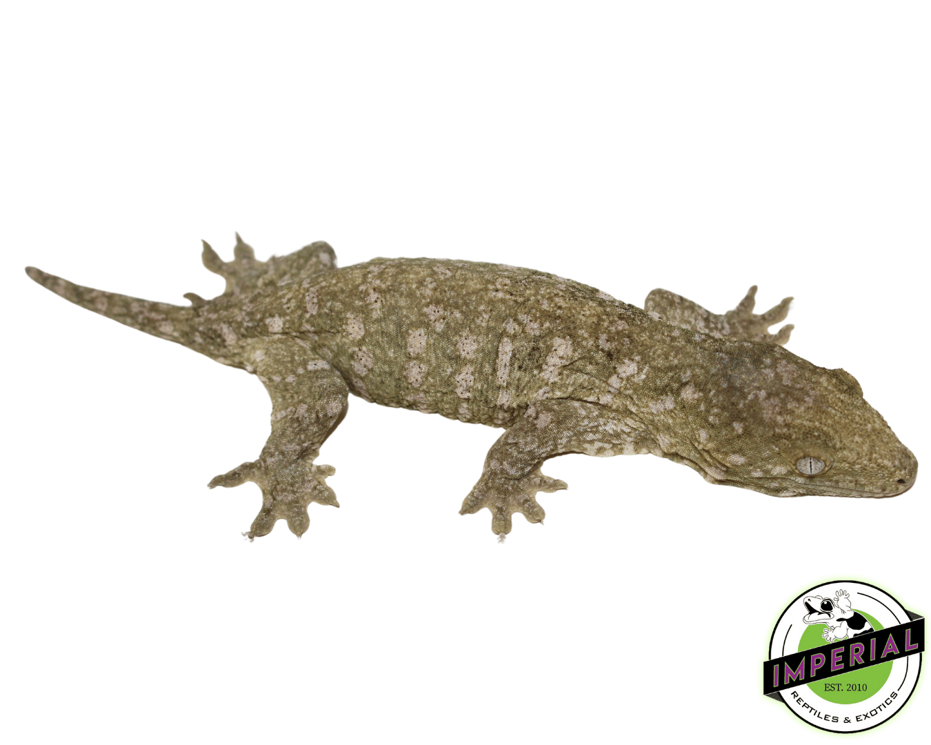 Nuu Ami Leachianus Gecko (#12324-01) - Image 2