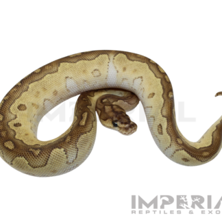 Lesser Clown Ball Python