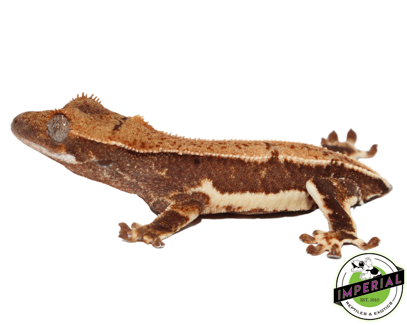Lilly White Crested Gecko Baby (#101223-I35) - Image 2