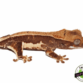 Lilly White Crested Gecko Baby (#101223-I35)
