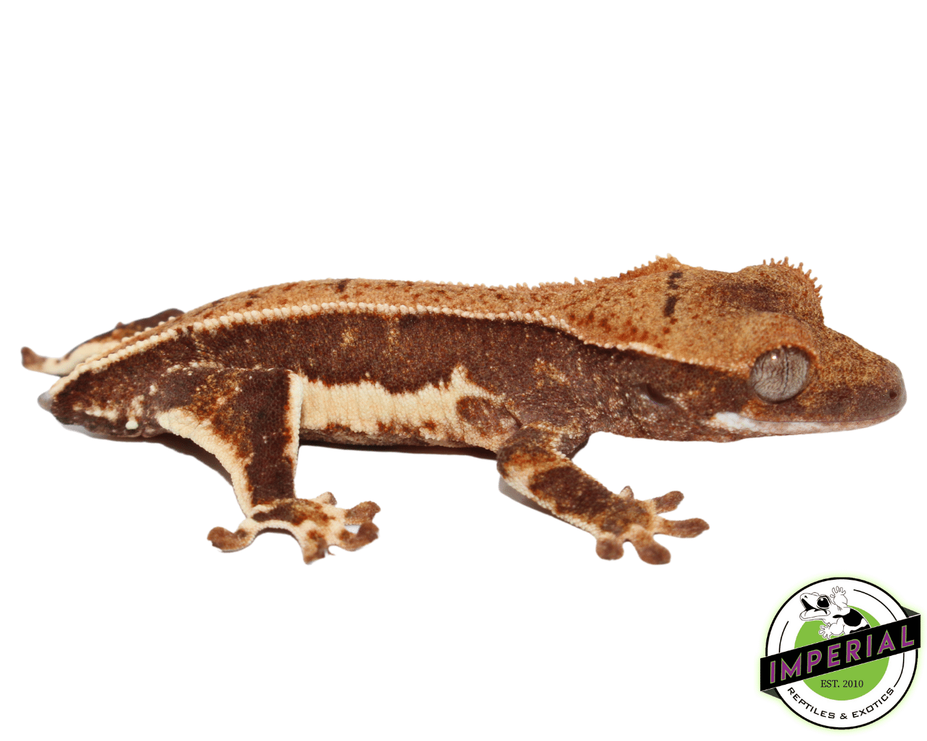 Lilly White Crested Gecko Baby (#101223-I35)