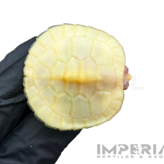 Lubino Red Ear Slider Turtle Baby