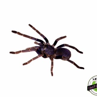 Malaysian Blue Femur Tarantula (Psednocnemis brachyramosa)
