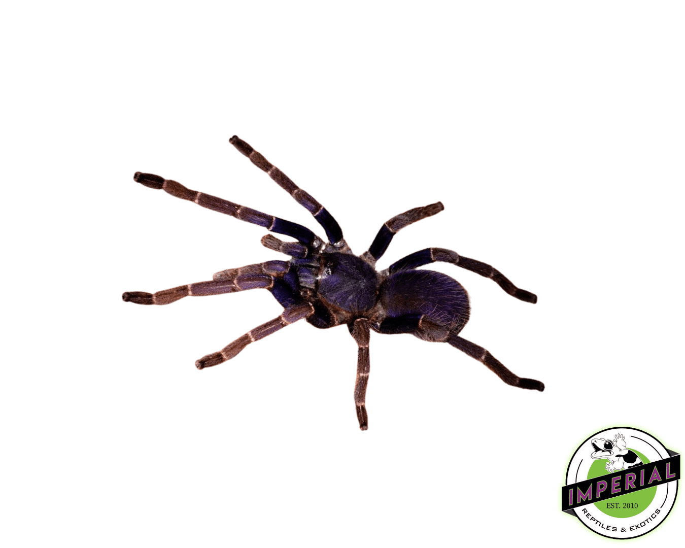 Malaysian Blue Femur Tarantula (Psednocnemis brachyramosa)