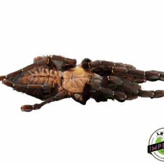 Malaysian Earth Tiger Tarantula (Omothymus [Cyriopagous] schioedtei)