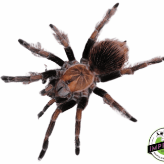 Mascara Giant Bird-Eater Tarantula (Pamphobeteus sp. 'Mascara') Male and Female Pair