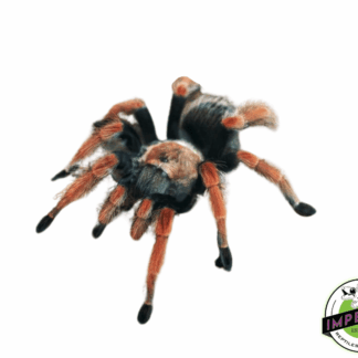 Mexican Fire Leg Tarantula (Brachypelma boehmei)