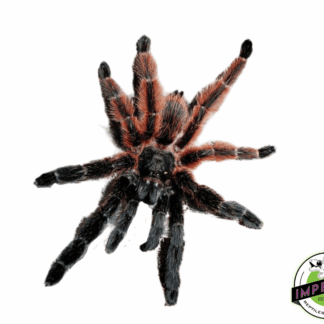 Mexican Red and Black Tree Spider (Psalmopoeus victori)