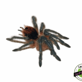 Mirador Giant Birdeater Tarantula (Pamphobeteus sp. 'Mirador')