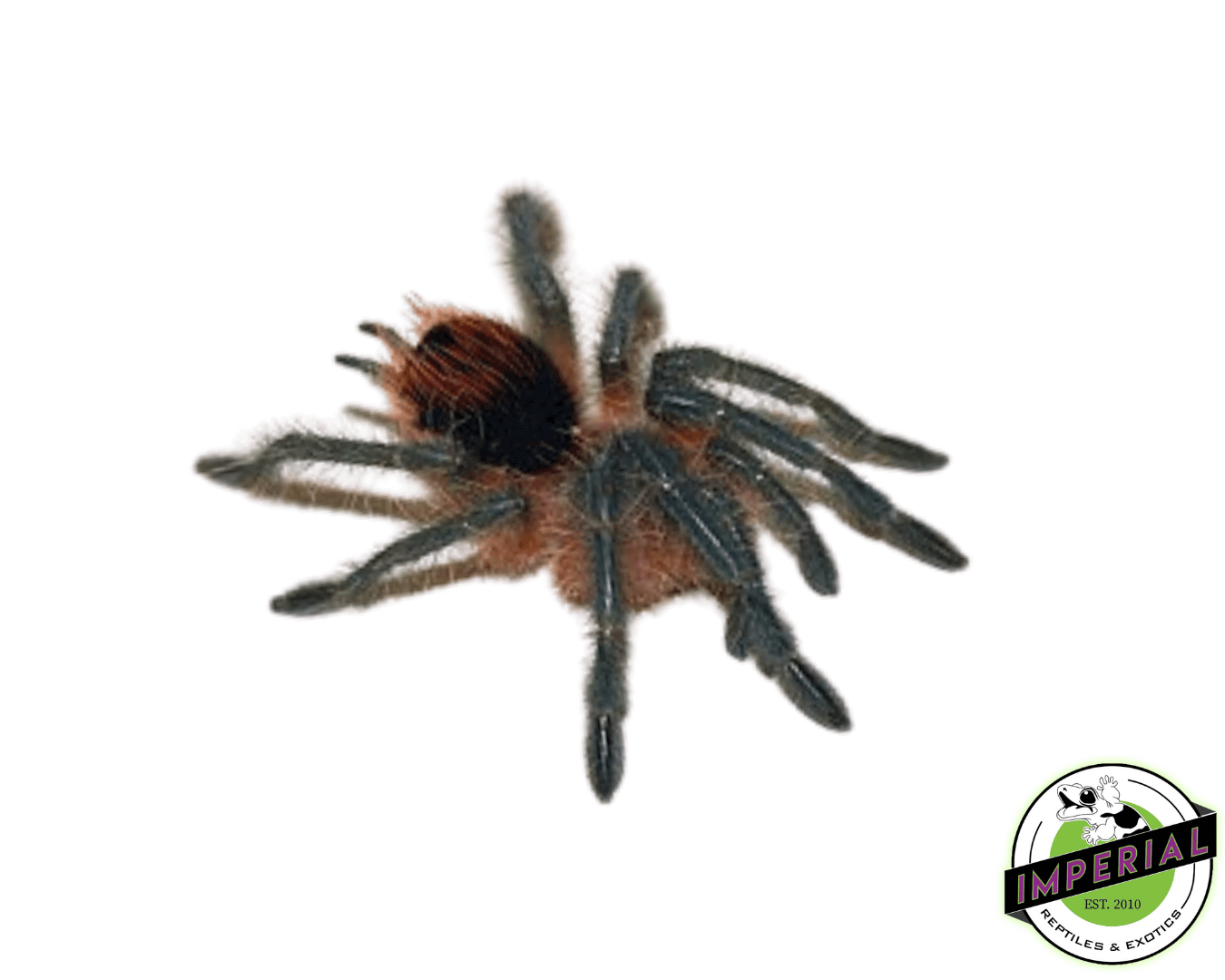 Mirador Giant Birdeater Tarantula (Pamphobeteus sp. 'Mirador')