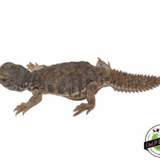 Moroccan Uromastyx Baby