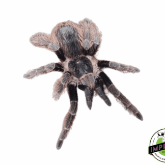 Nepalese Earth-Tiger Tarantula (Chilobrachys sp. 'Nepal')