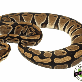 Orange Dream het. Clown Young Adult Female