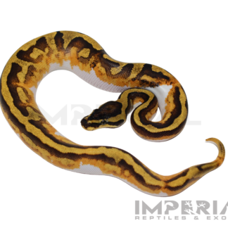 Orange Dream Enchi Pied Ball Python