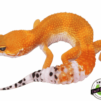 OG Tangerine Het Tremper Leopard Gecko Adult