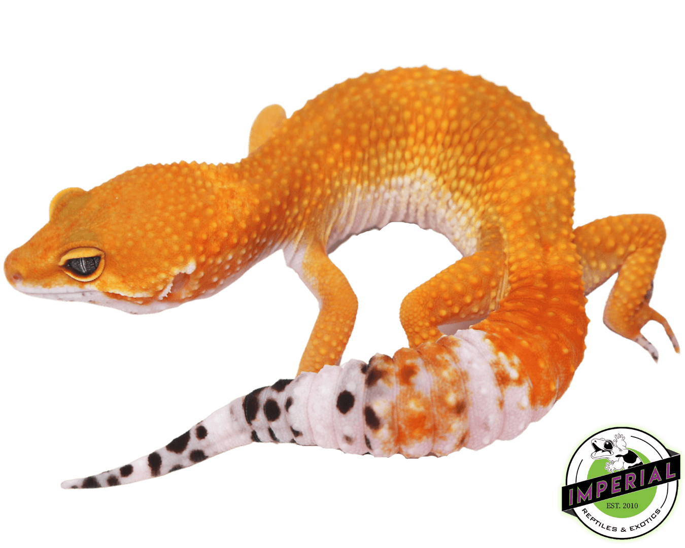 OG Tangerine Het Tremper Leopard Gecko Adult