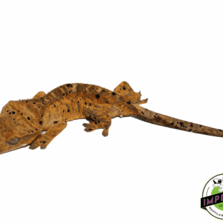 Orange Base Dalmatian Crested Gecko (#101223-I38)