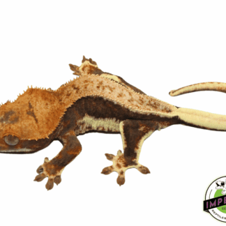 "Orange Head Dark Base" Lilly White Crested Gecko (#101223-I9)