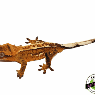 Orange Pinstripe w/ Portholes Crested Gecko Adult Male (#101223-I6)