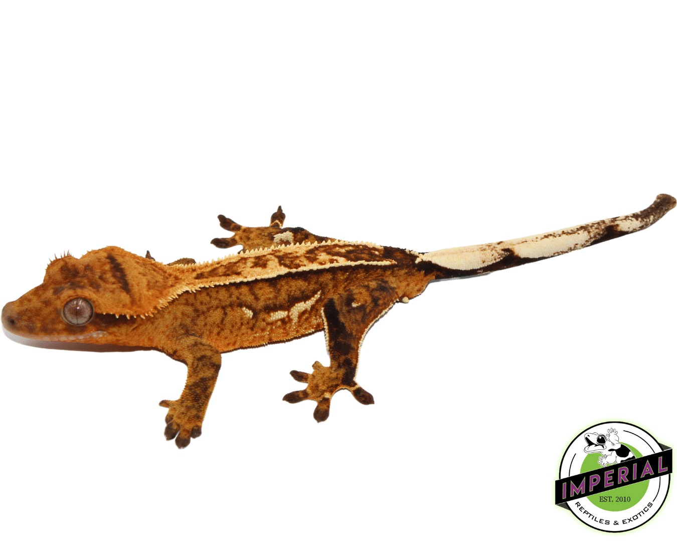 Orange Pinstripe w/ Portholes Crested Gecko Adult Male (#101223-I6)