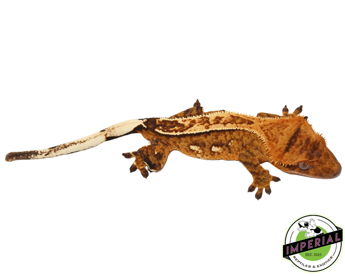 Orange Pinstripe w/ Portholes Crested Gecko Adult Male (#101223-I6) - Image 2