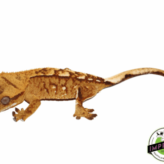 Orange Tiger Harlequin Crested Gecko pos. Female (#101223-I7)