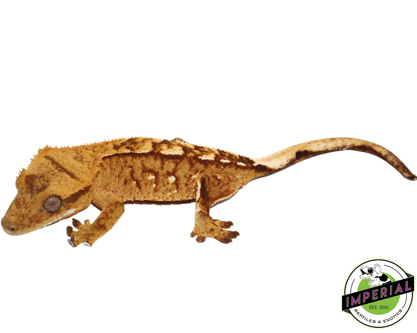 Orange Tiger Harlequin Crested Gecko pos. Female (#101223-I7)