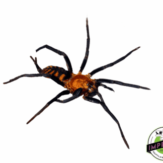 Panamanian Blue Funnel-Web Spider (Linothele sp. 'Panama')