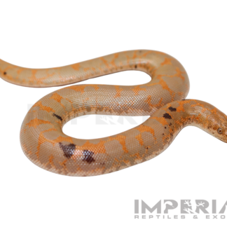 Paradox Albino Kenyan Sand Boa Baby
