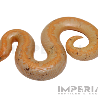 Paradox Albino Stripe Kenyan Sand Boa Baby
