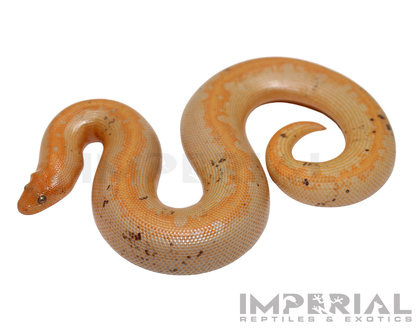 Paradox Albino Stripe Kenyan Sand Boa Baby