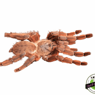 Peach Earth Tiger Tarantula (Phormingochilus sp. 'Rufus')