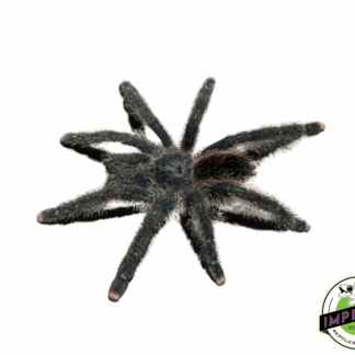 Peruvian Pink-Toe Tarantula (Avicularia juruensis)
