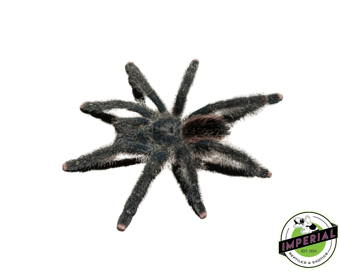 Peruvian Pink-Toe Tarantula (Avicularia juruensis)