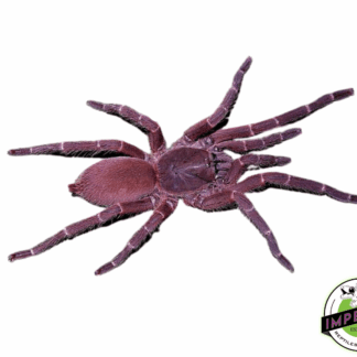 Phlogiellus obscurus (ex. Selenocosmia obscura) Adult Female