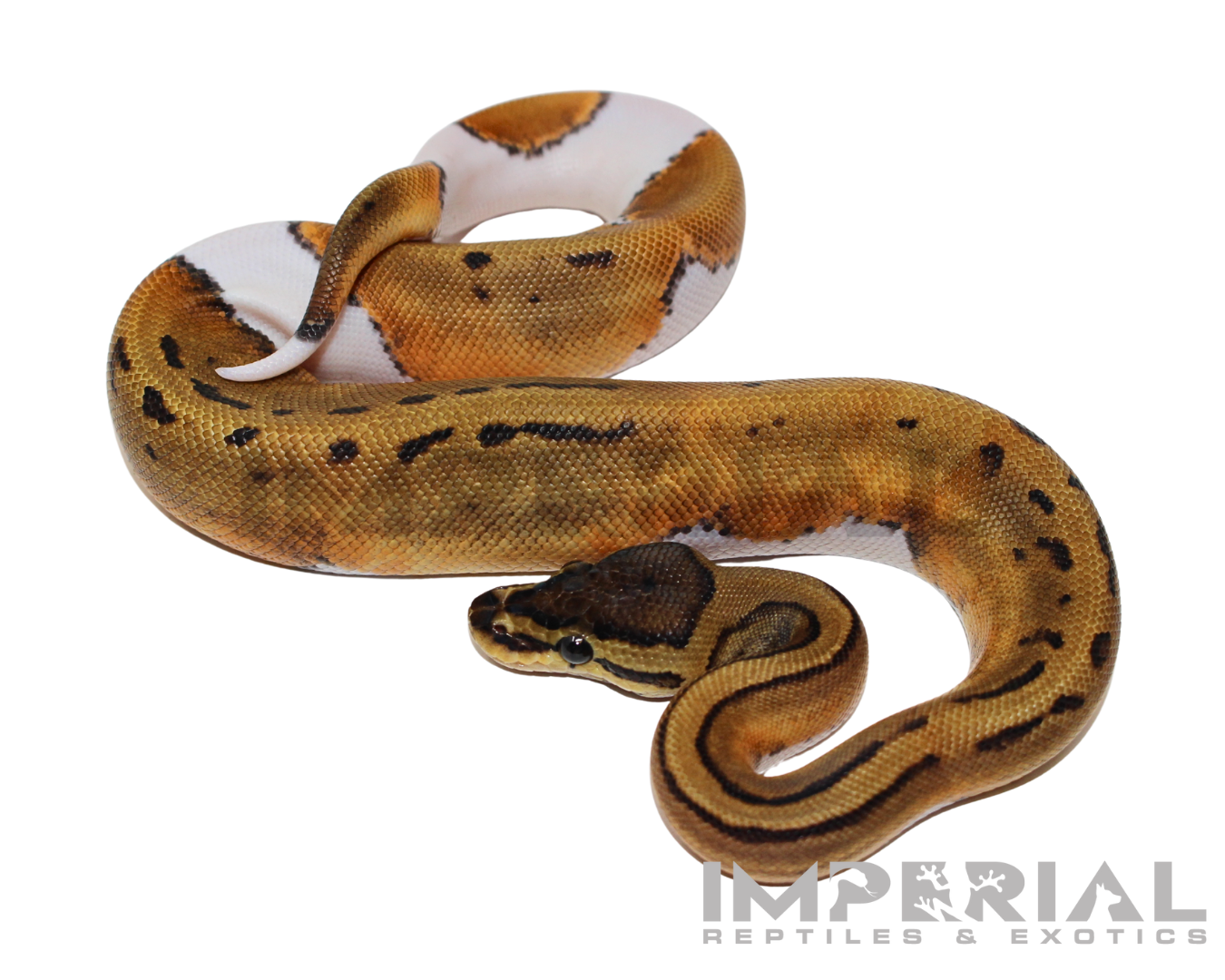 Pinstripe Pied Ball Python - Image 2