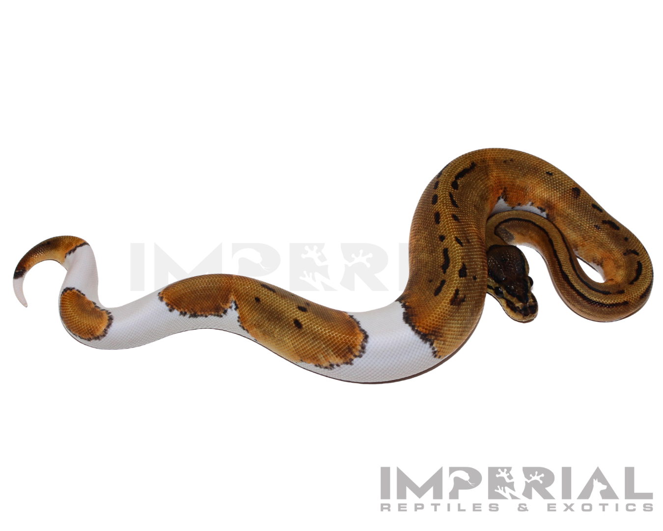 Pinstripe Pied Ball Python - Image 3
