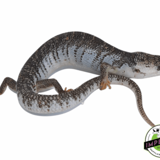 Pink Tongue Skink Adult