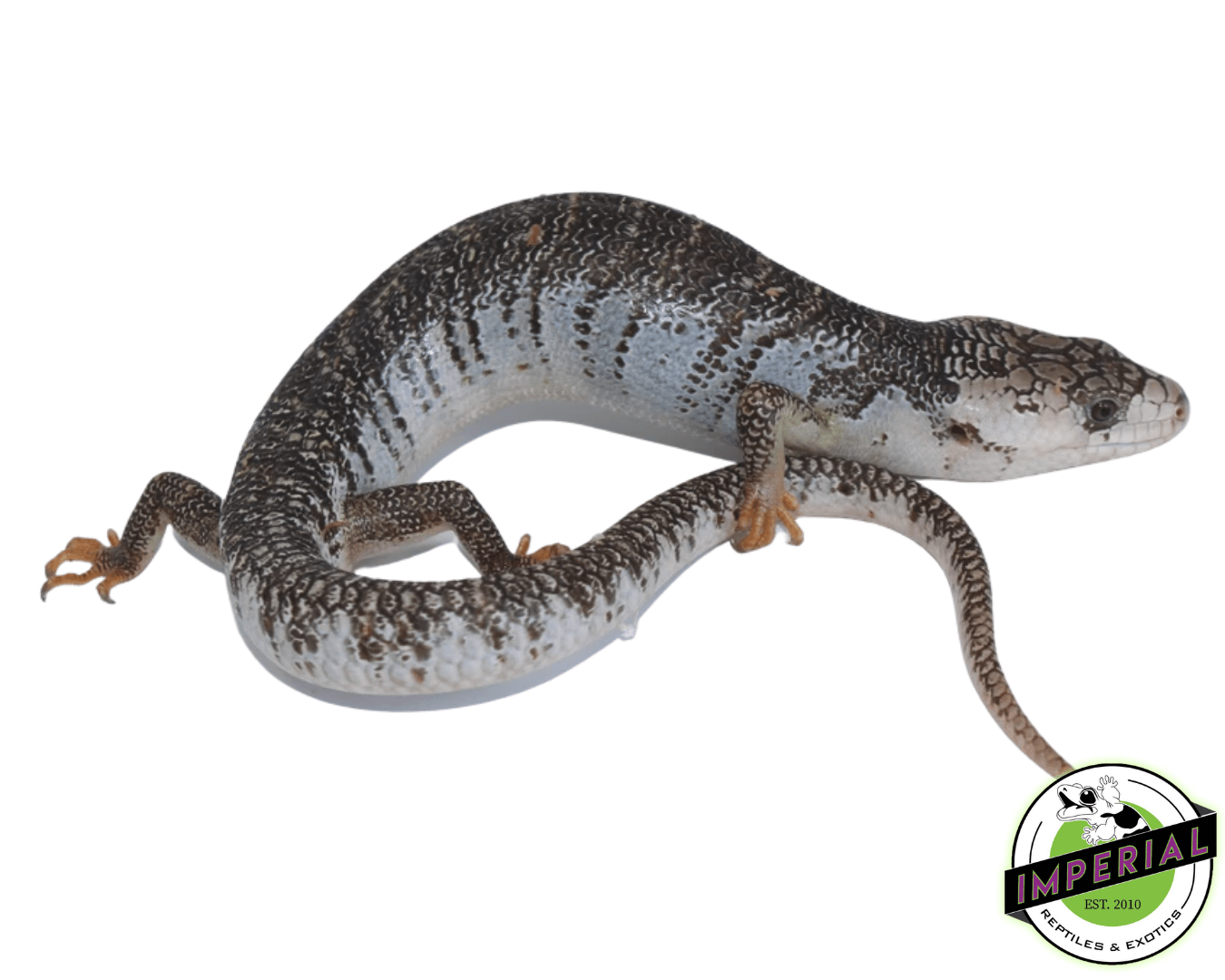 Pink Tongue Skink Adult