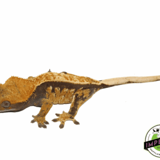 Pinstripe 90% Lavender w/ Dal Spots Crested Gecko pos. Female (#101223-I5)