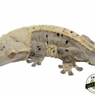 Pinstripe White-Wall Dalmatian Crested Gecko (#101223-I19)