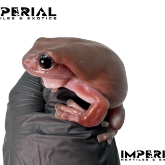 Melanistic Plum White's Tree Frog